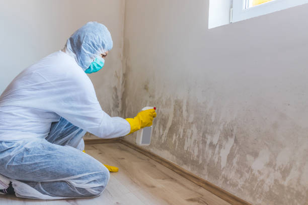 Licensed Mold Remediation service in Sparta, TN - WQB Mold Removal